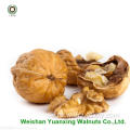 Walnut Kernels lichte stukken te koop
